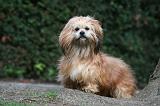 LHASSA APSO 138